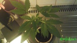 20150221_011037.jpg
