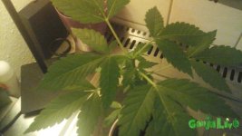 20150221_011052.jpg