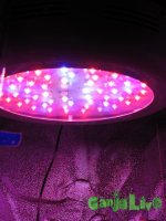 IMG_3321.JPG