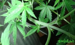 ааа нет мужик.jpg