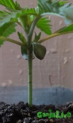 IMAG0275.jpg
