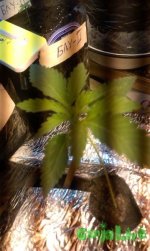 IMAG0281.jpg