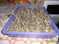 DSCN3276.JPG