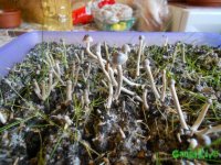 DSCN3277.JPG