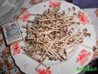 DSCN3286.JPG