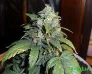 2015-02-28 18-02-47.jpg