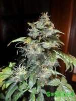 2015-02-28 19-03-56.jpg