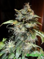 2015-02-28 19-03-58.jpg