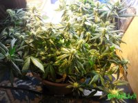 2015-02-28 19-04-03.jpg