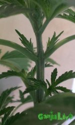 IMAG0305.jpg