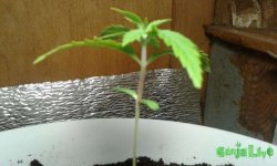 20150305_1846361.jpg