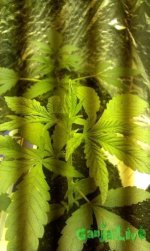 IMAG0347.jpg