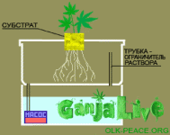 1.gif