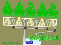 4.gif