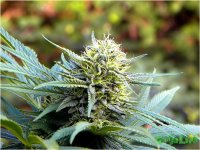 Marihuana-referencia.jpg