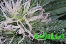 marihuany-kwiatu-macro-22012282.jpg