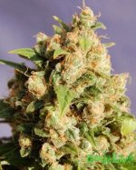 kannabia-queso_feminized-201.jpg