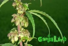 male-flowers2.jpg
