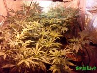 IMG_20150320_105608 (800x600).jpg