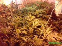 IMG_20150320_105614 (800x600).jpg