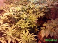 IMG_20150320_105637 (800x600).jpg