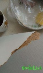 IMAG0466.jpg