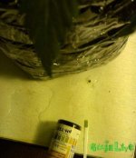 IMAG0468_1.jpg
