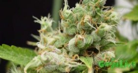 Yumbolt-Buds-620x330.jpg
