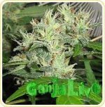 strains-3631.jpg