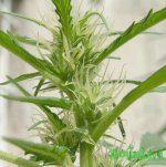 fem_blooms_1.jpg