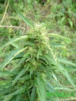 med_gallery_148214_2150_263655.jpg