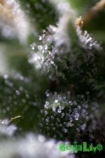 IMG_9066.jpg