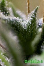 IMG_9068.jpg