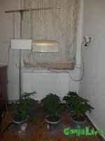 DSCN0184.JPG