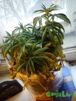 DSC_0349.jpg