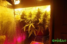 IMGP4338.JPG