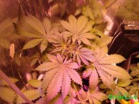 DSC04363.JPG