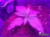 IMG_1233.JPG