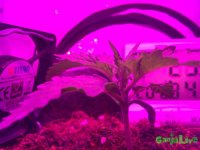 IMG_1221.JPG