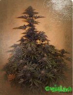 gallery_82469_793_266583.jpeg