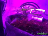 IMG_1255.JPG