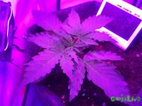 IMG_1261.JPG