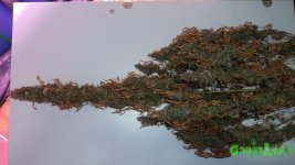 DSC03350.JPG