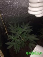 6V3sZ0G3L341.jpg