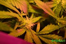 DSC_0933.JPG