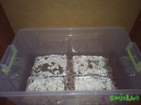 IMG_20150414_163729.jpg