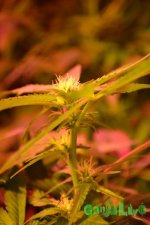 DSC_0918.JPG