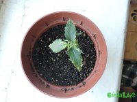 DSCN6750.JPG