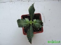 DSCN6758.JPG