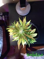 IMG_1419.jpg